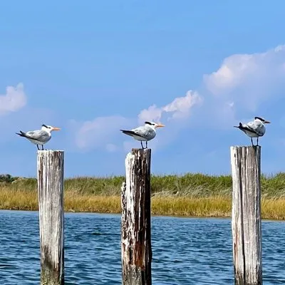 Pea Island National Wildlife Refuge