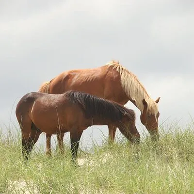 Corolla Wild Horse Tours